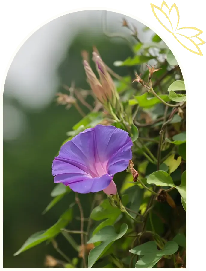 Purple morning glory flower blooming on a vine.