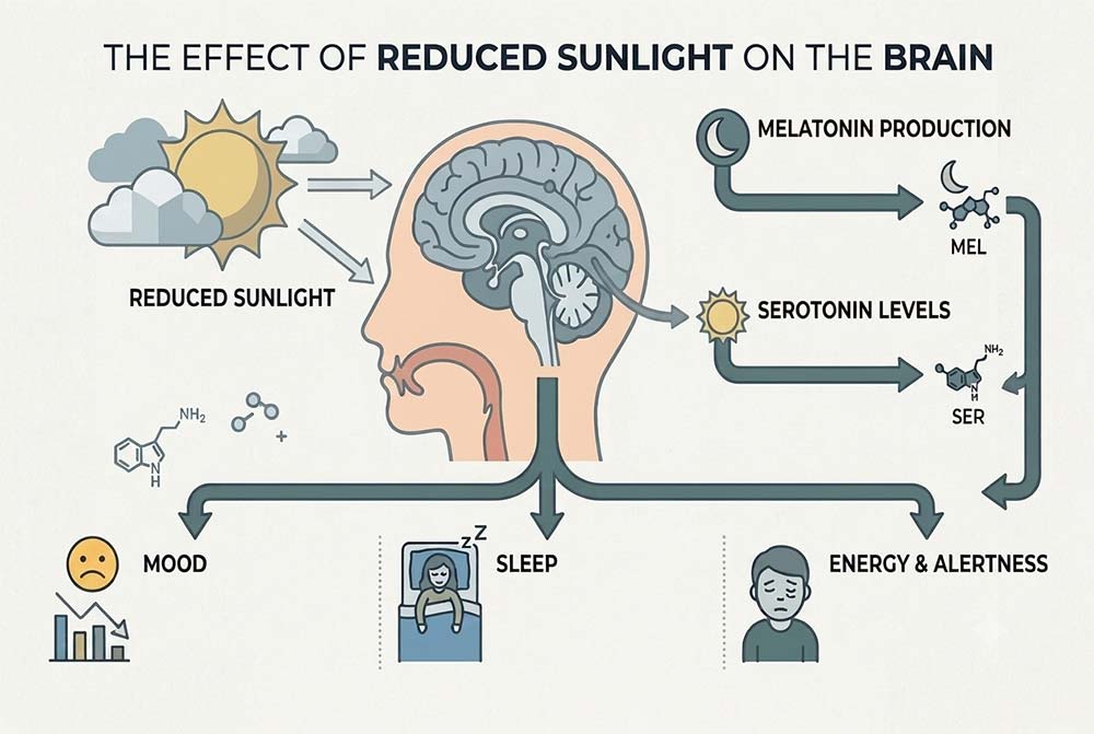 simple visual showing how reduced sunlight affects the brain